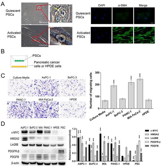 J Cancer Image