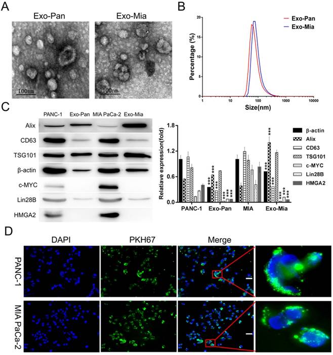 J Cancer Image