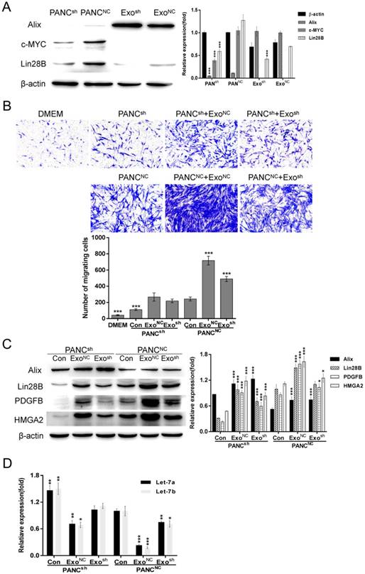 J Cancer Image