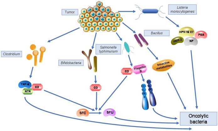 J Cancer Image