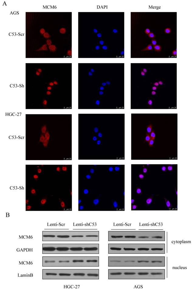 J Cancer Image