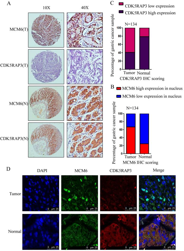 J Cancer Image