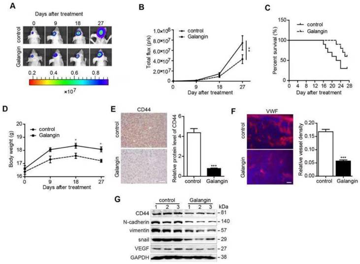 J Cancer Image