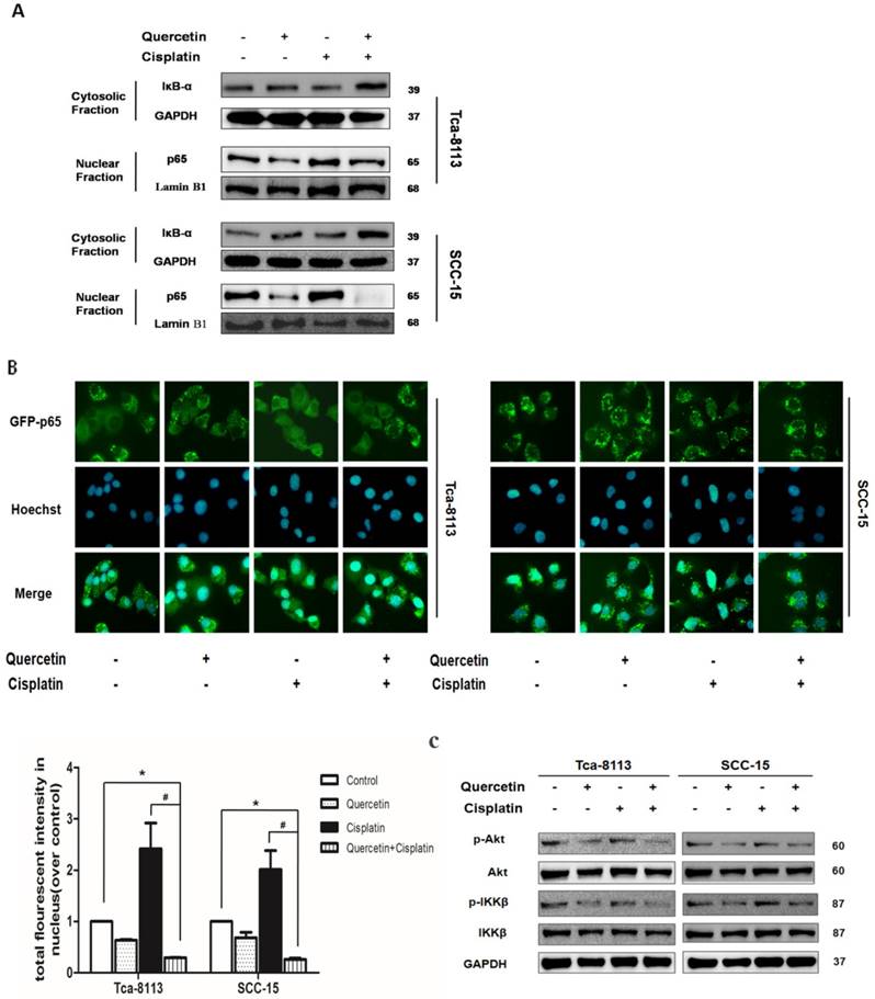 J Cancer Image