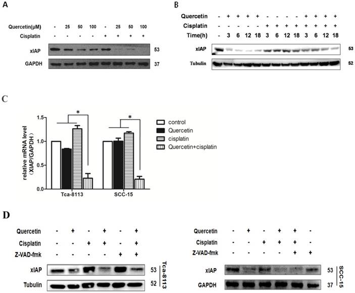 J Cancer Image