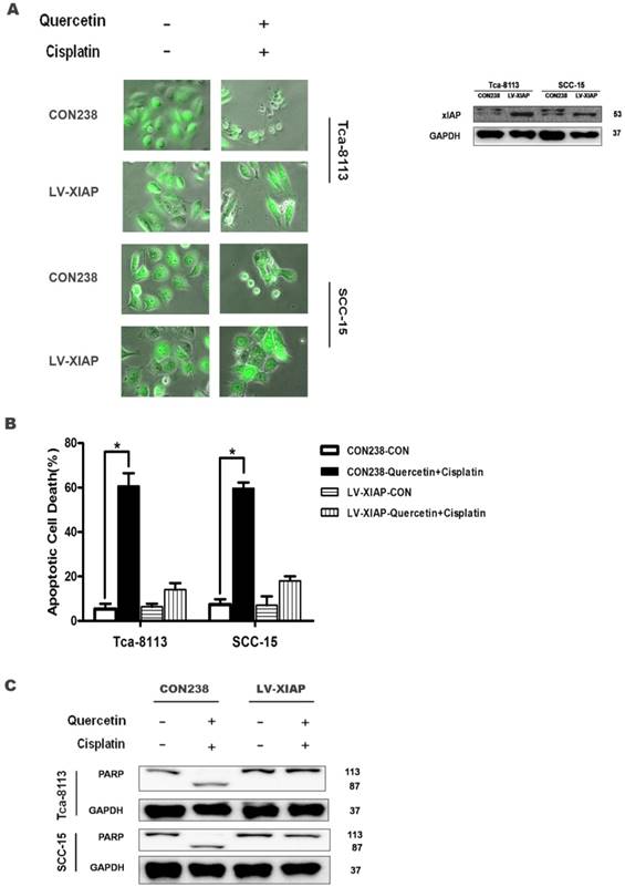 J Cancer Image