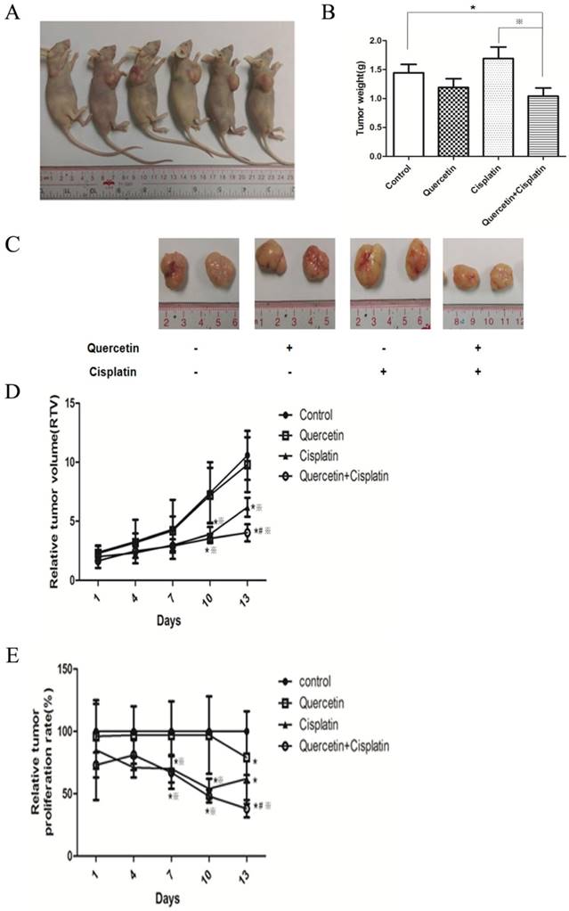 J Cancer Image