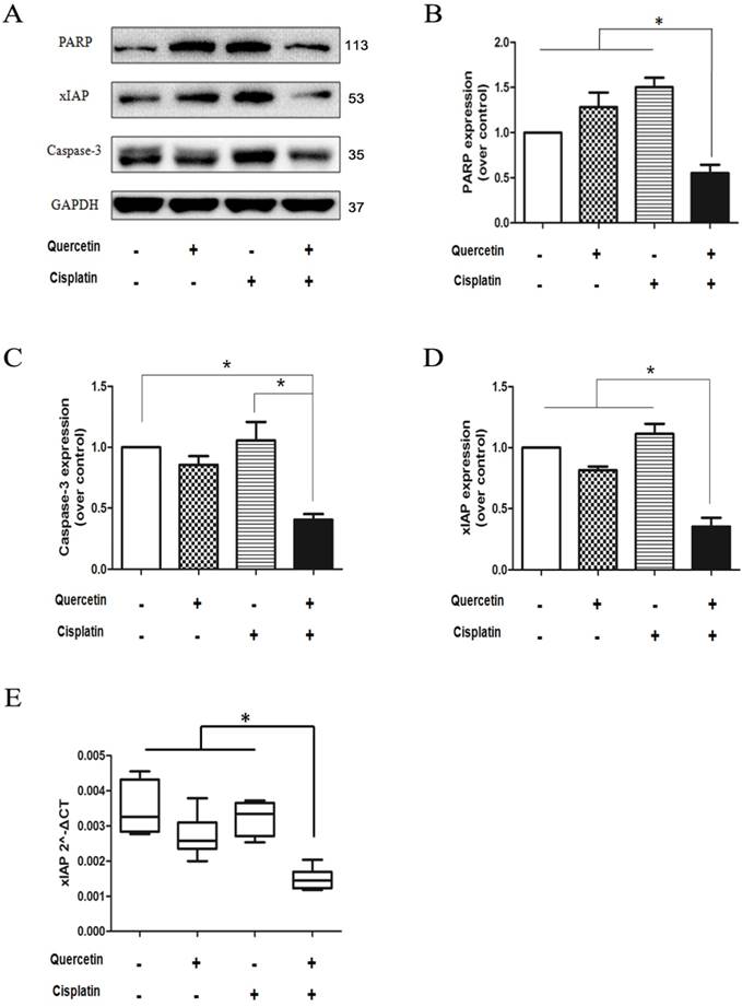 J Cancer Image