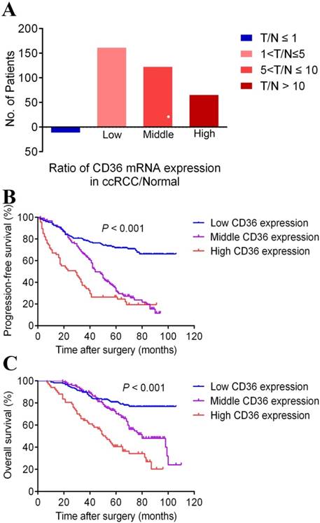 J Cancer Image