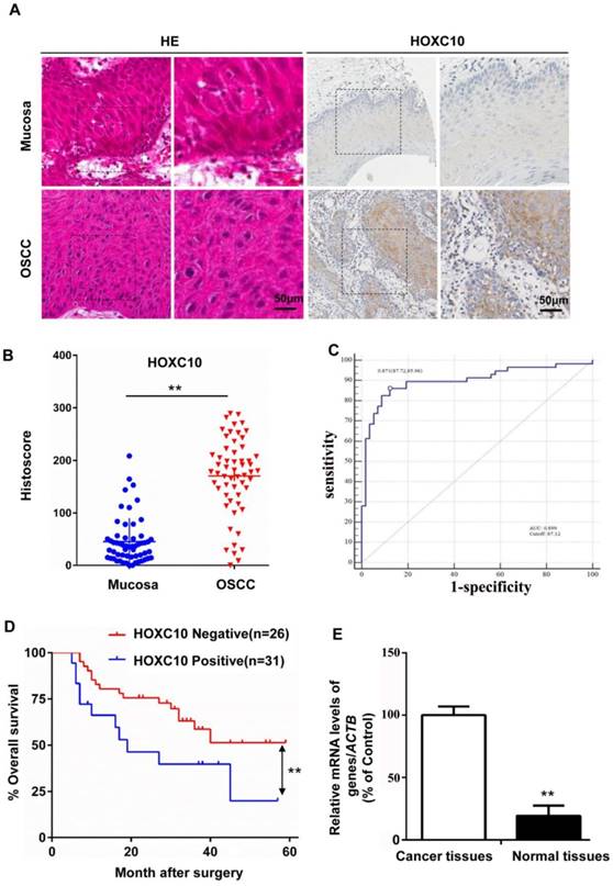 J Cancer Image