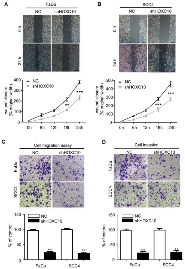 J Cancer Image