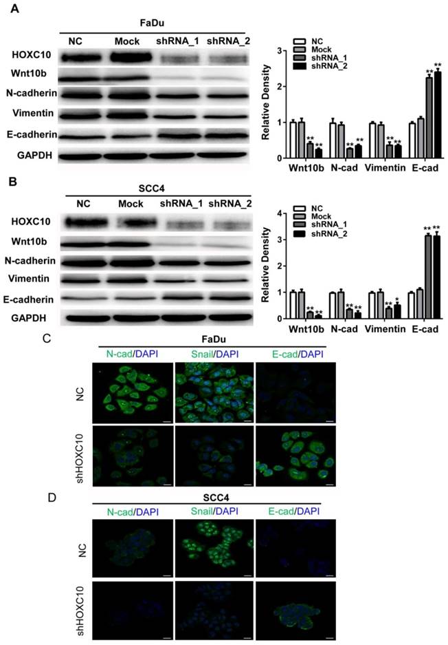 J Cancer Image