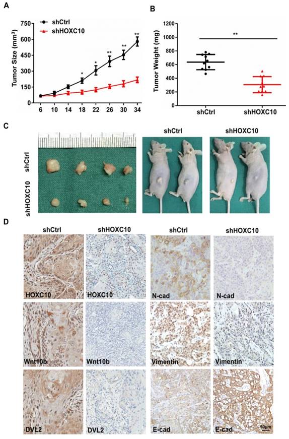 J Cancer Image