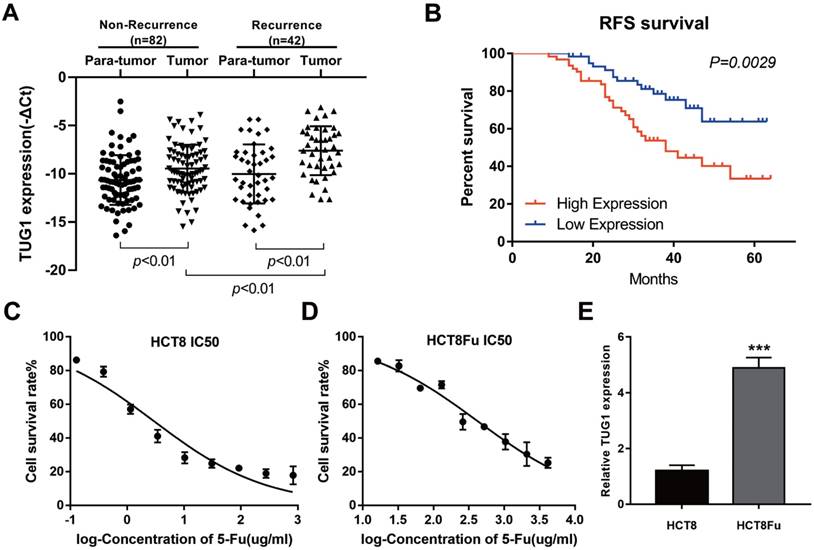 J Cancer Image