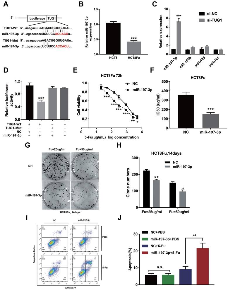 J Cancer Image