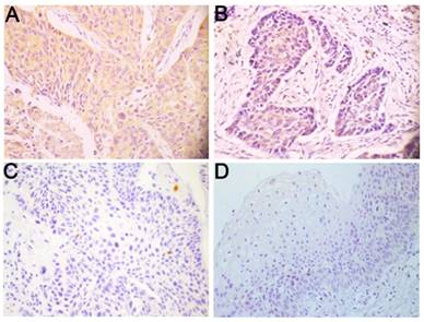 J Cancer Image