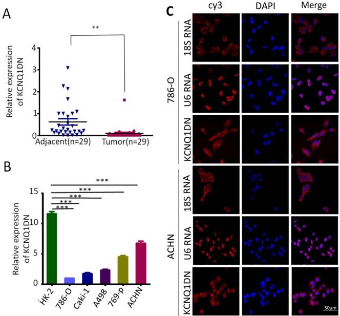 J Cancer Image