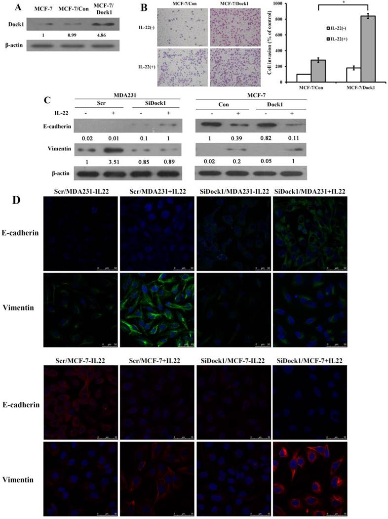 J Cancer Image