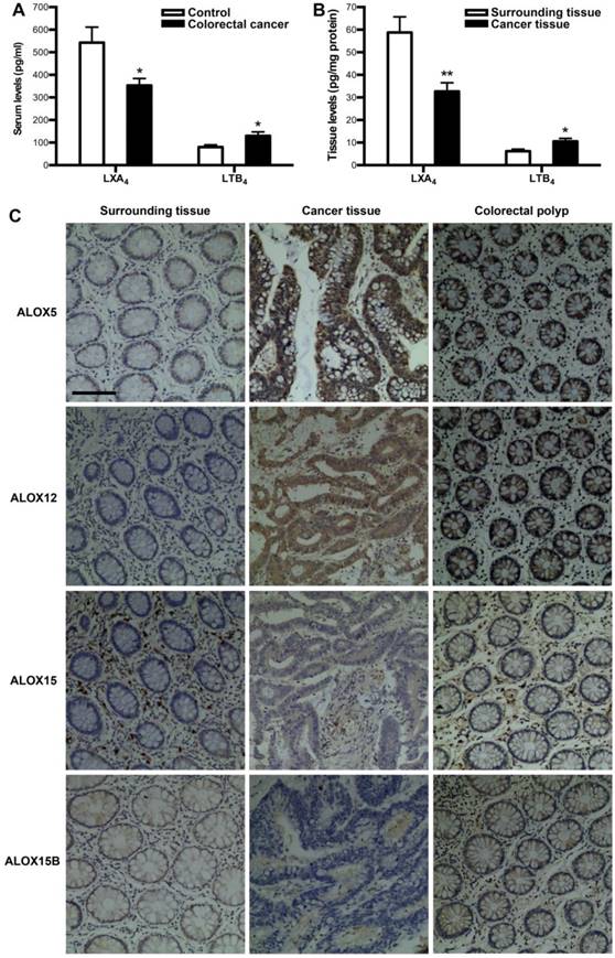 J Cancer Image