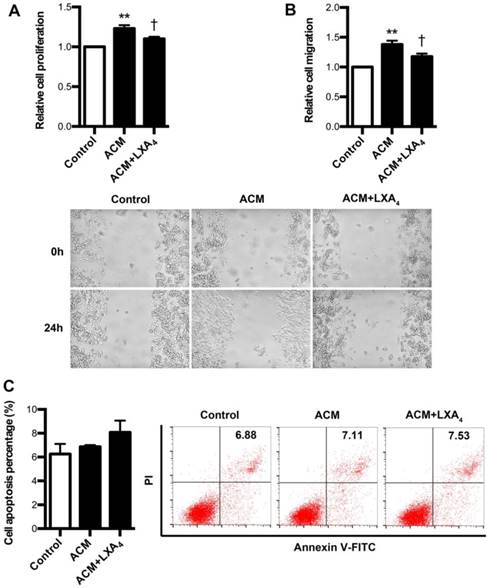 J Cancer Image