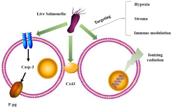 J Cancer Image