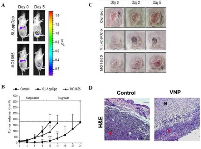 J Cancer Image