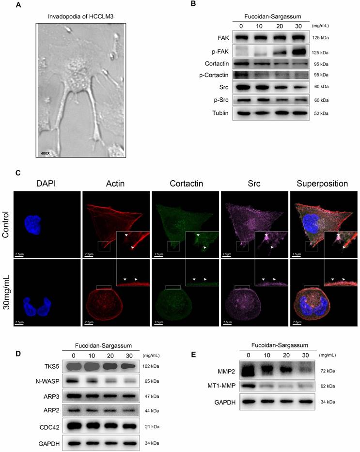 J Cancer Image