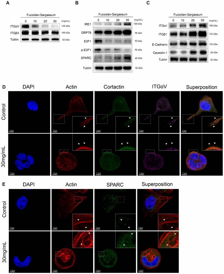 J Cancer Image