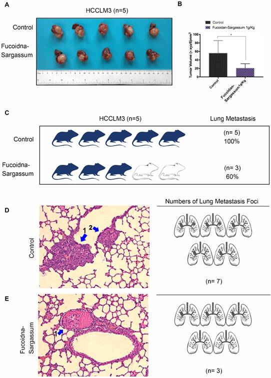 J Cancer Image