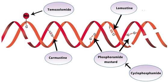 J Cancer Image