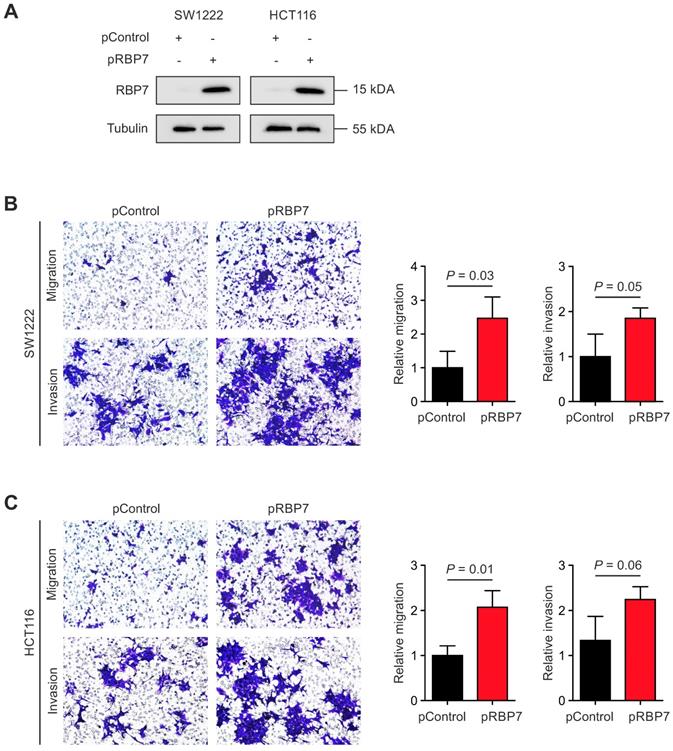 J Cancer Image