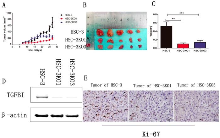 J Cancer Image