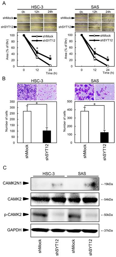 J Cancer Image