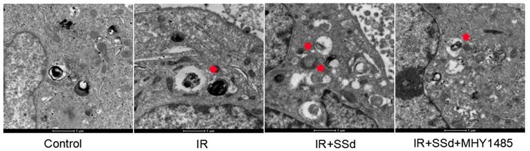 J Cancer Image