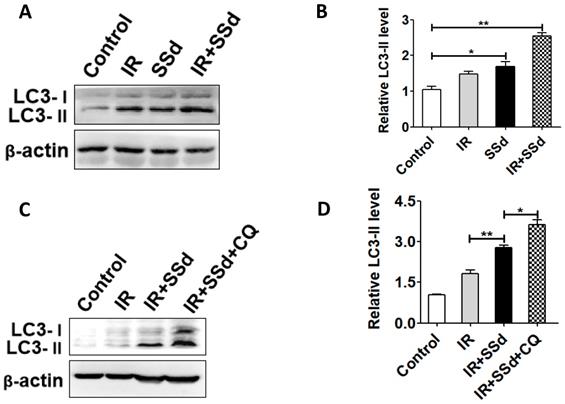 J Cancer Image