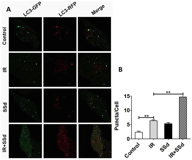 J Cancer Image