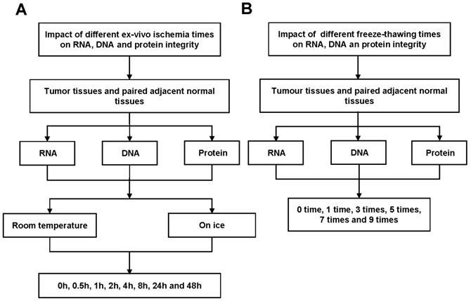 J Cancer Image