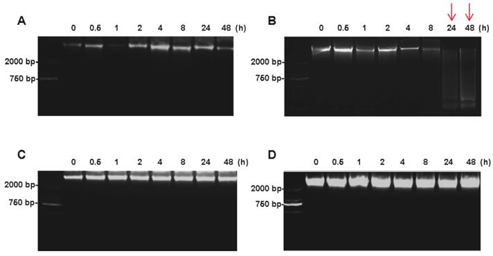 J Cancer Image