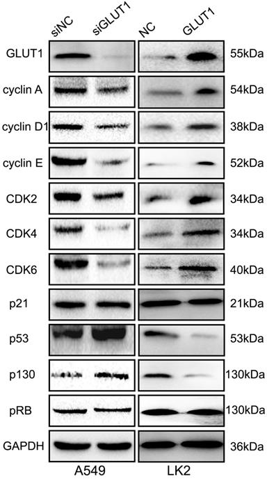 J Cancer Image