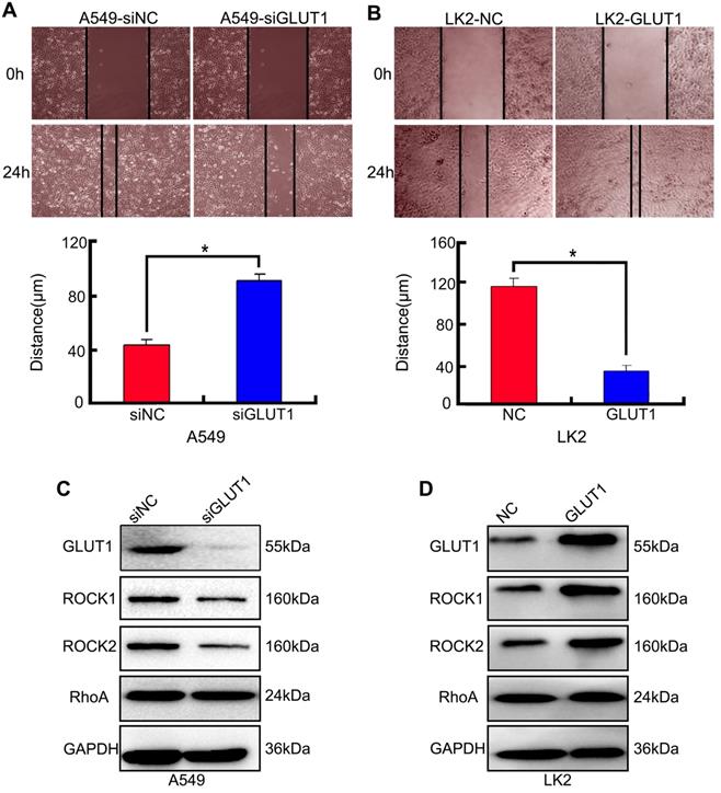 J Cancer Image