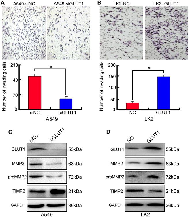 J Cancer Image