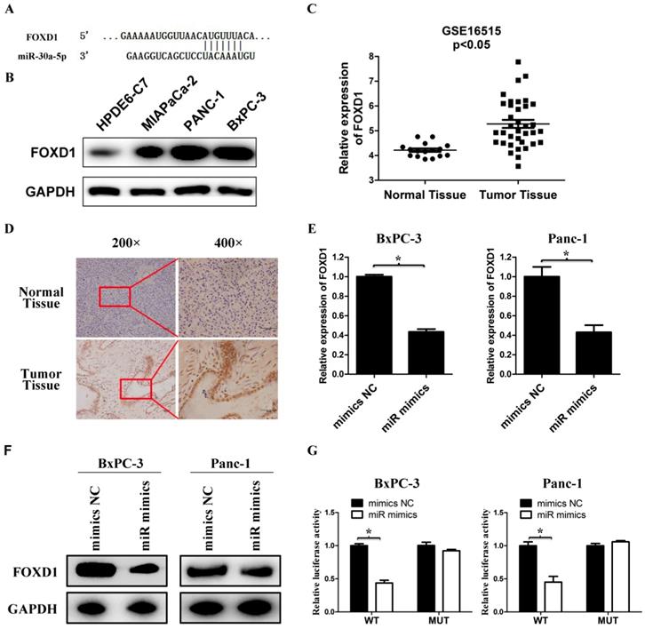 J Cancer Image