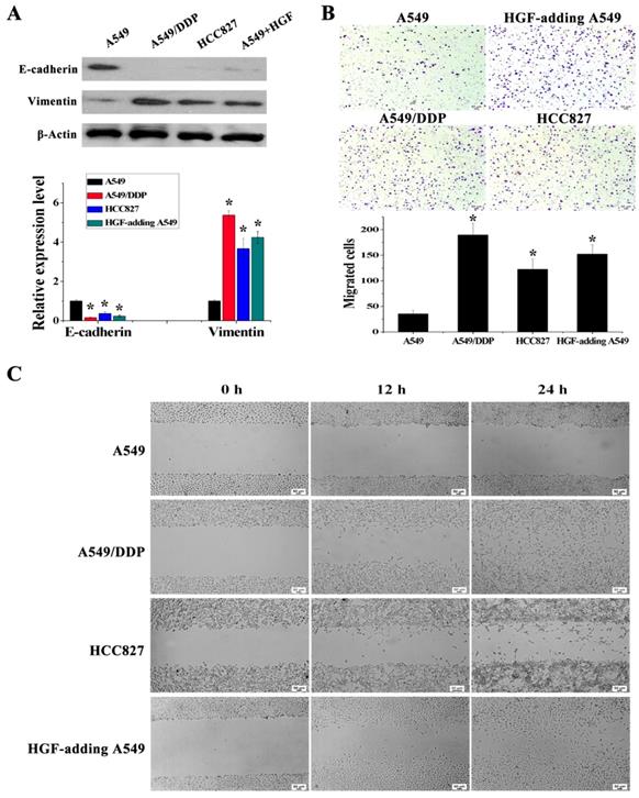 J Cancer Image