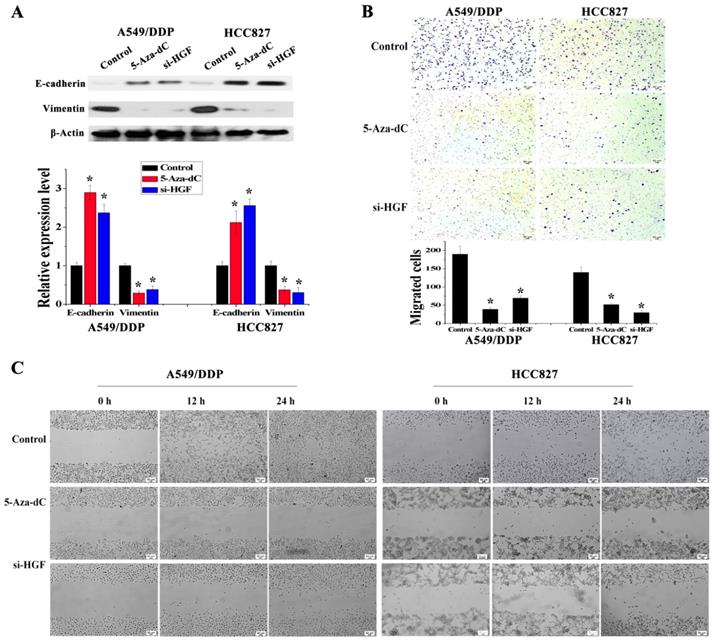 J Cancer Image