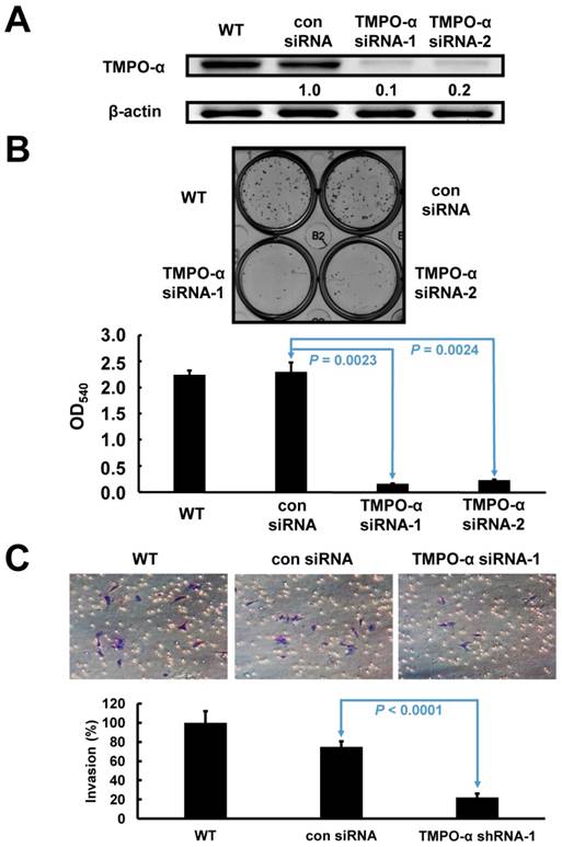 J Cancer Image