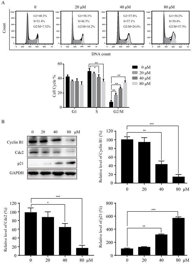 J Cancer Image