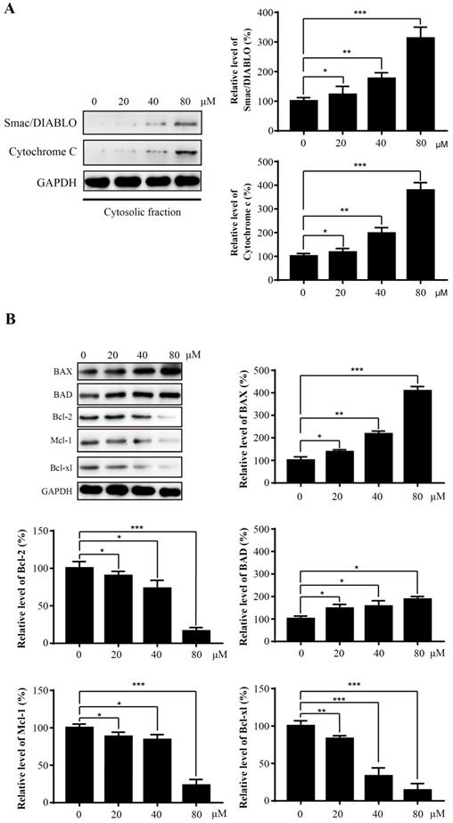 J Cancer Image