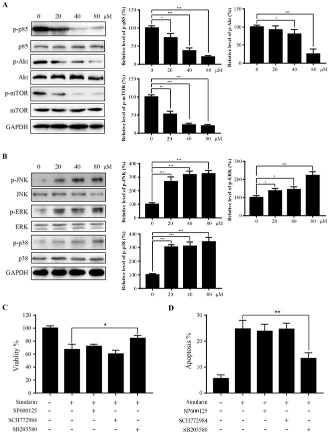 J Cancer Image