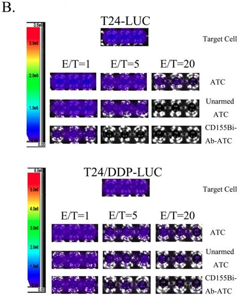 J Cancer Image