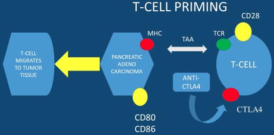 J Cancer Image